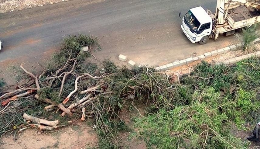 وزارة الزراعة تنفى علاقتها بقطع الأشجار