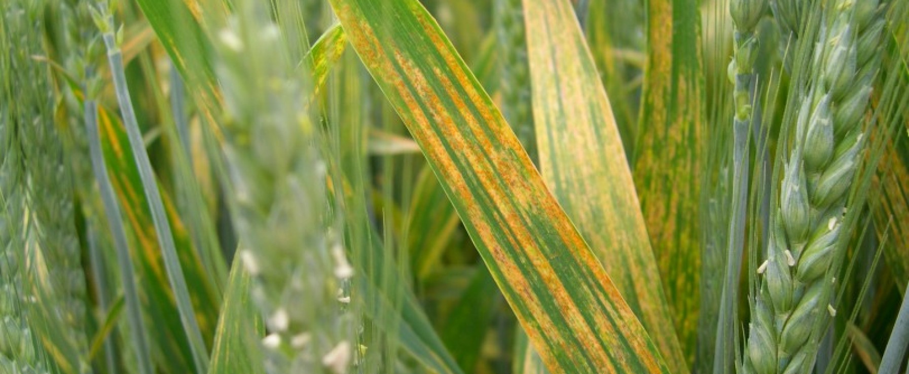 Yellow rust in wheat (120) фото