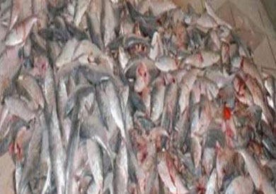 ضبط 36 طن أسماك وكبدة منتهية الصلاحية بالقليوبية