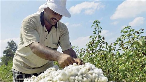«الزراعة»: ارتفاع المساحات المزروعة بالقطن إلى 11 ألف فدان حتى الآن
