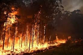 حرائق الغابات الأسترالية تدمر منازل وعدد من المباني