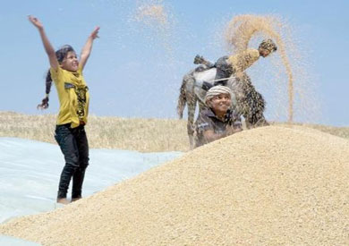 القيود المصرية على واردات القمح تدفع المخزونات الأوروبية إلى مستويات قياسية