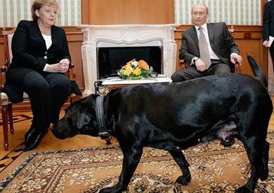بوتين يحضر كلبه في اجتماع مع أنجيلا ميركل<br/> ارشيفية