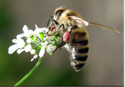 المبيدات الحشرية تفقد النحل إحساسه بالاتجاهات